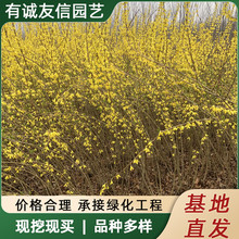 连翘树苗黄老虎树苗盆栽地载花灌木丛生连翘苗耐寒绿色花卉植物