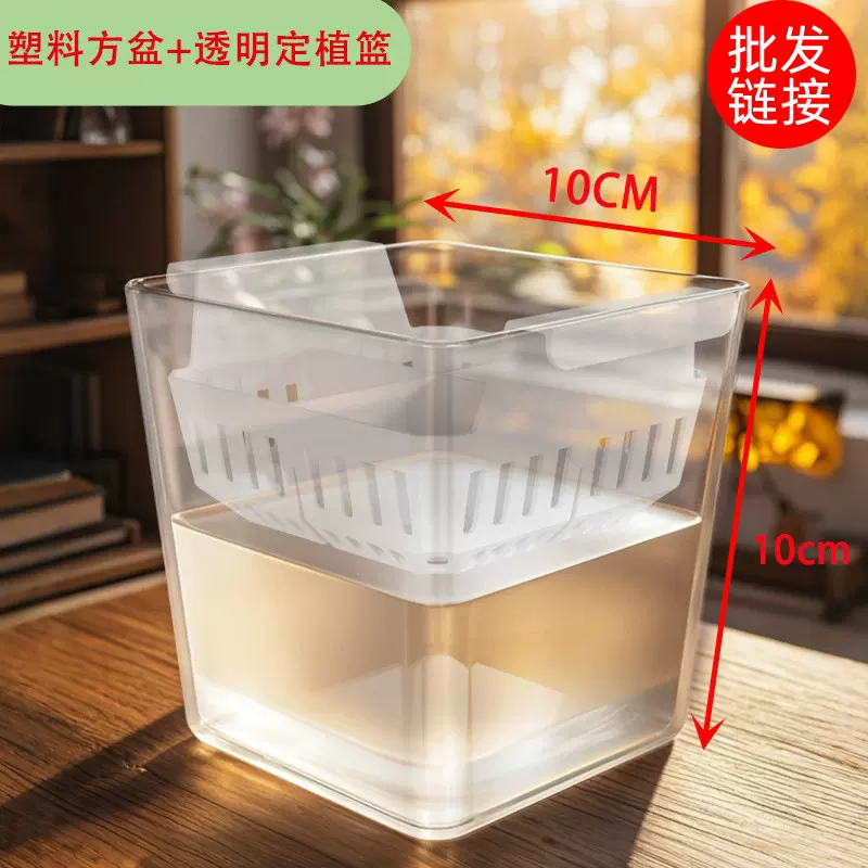 水培郁金香花盆含定植篮水养种球玻璃器皿方便换水透明郁金香花盆