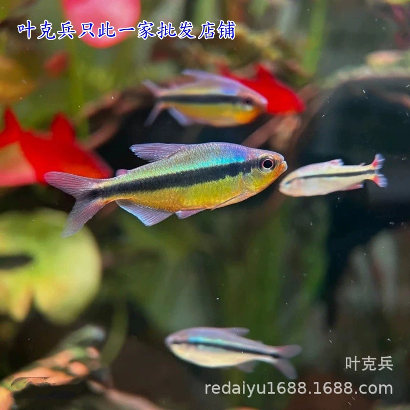 Оптовая продажа из Шанхая: светящаяся рыбка "Зеленый дьявол", южноамериканская декоративная тропическая рыба, королевский зеленый дьявол, премиальный аквариум для травы.