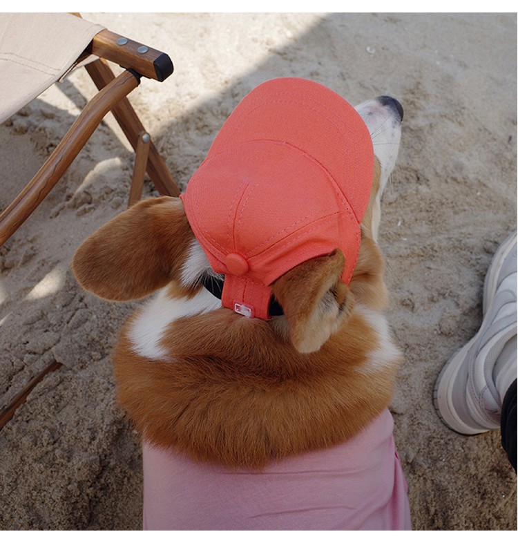 宠物帽子