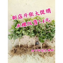 一件代发茉莉花苗盆栽带花苞独杆老桩驱蚊花卉植物室外盆景广西横