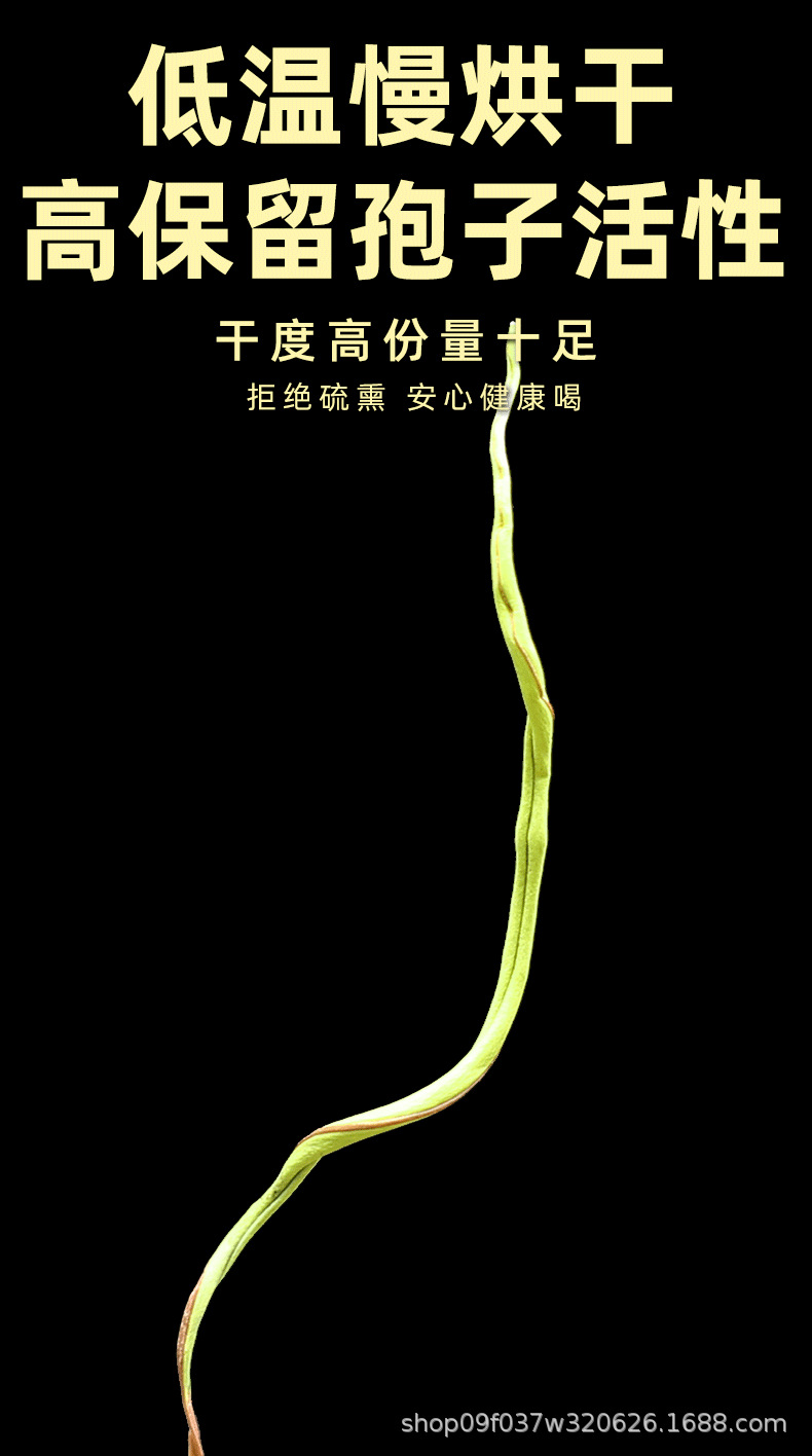 Wild Small Leaf Orthosiphon Kidney Tea Mao Xu Cao Dried Herb for Daily Herbal Infusion 250g preparation