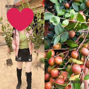 �����L�ָ߮a�޽��Ͳ����s�����N�Ͳ����׻��tƤ�д������̫��