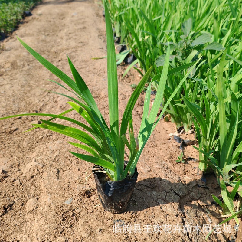 射干鸢尾基地直发苗木 工程园林常绿鸢尾 批发南方宿根花卉苗射干