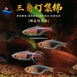 �����ǟ��~�����ǟ��~�{���ǲݸ�Ⱥ�κ��B��ˮ�^�p�~���w�����~��