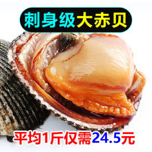 鮮活赤貝 鮮活赤貝批發 促銷價格 產地貨源 阿里巴巴