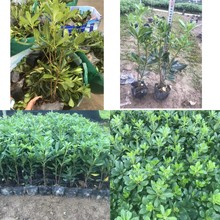海桐花苗庭院绿化耐热苗木四季常绿海桐球植物绿篱围墙笆