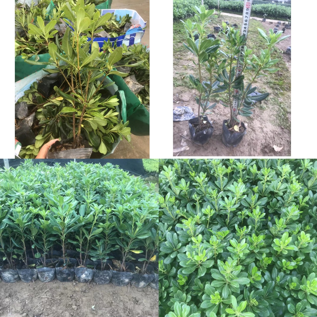 海桐花苗庭院绿化耐热苗木四季常绿海桐球植物绿篱围墙笆