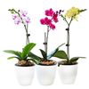 Moth orchid Big flower Potted plant Flower seedlings Botany indoor flowers and plants Green plant Scenery Four seasons Bloom Amazon