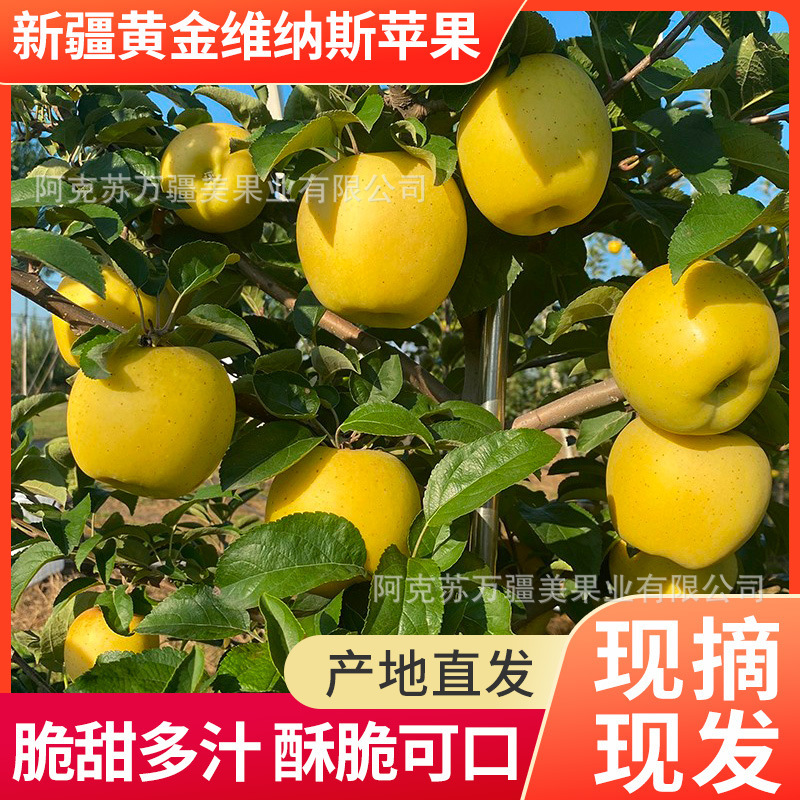 Xinjiang Aksu Golden Venus Apple 2.25kg Is Soft and Glutinous with a Sweet Aroma, Freshly Picked and Naturally Ripe Xinjiang Aksu Golden Venus Apple 2.25kg Is Soft and Glutinous with a Sweet Aroma, Freshly Picked and Naturally Ripe