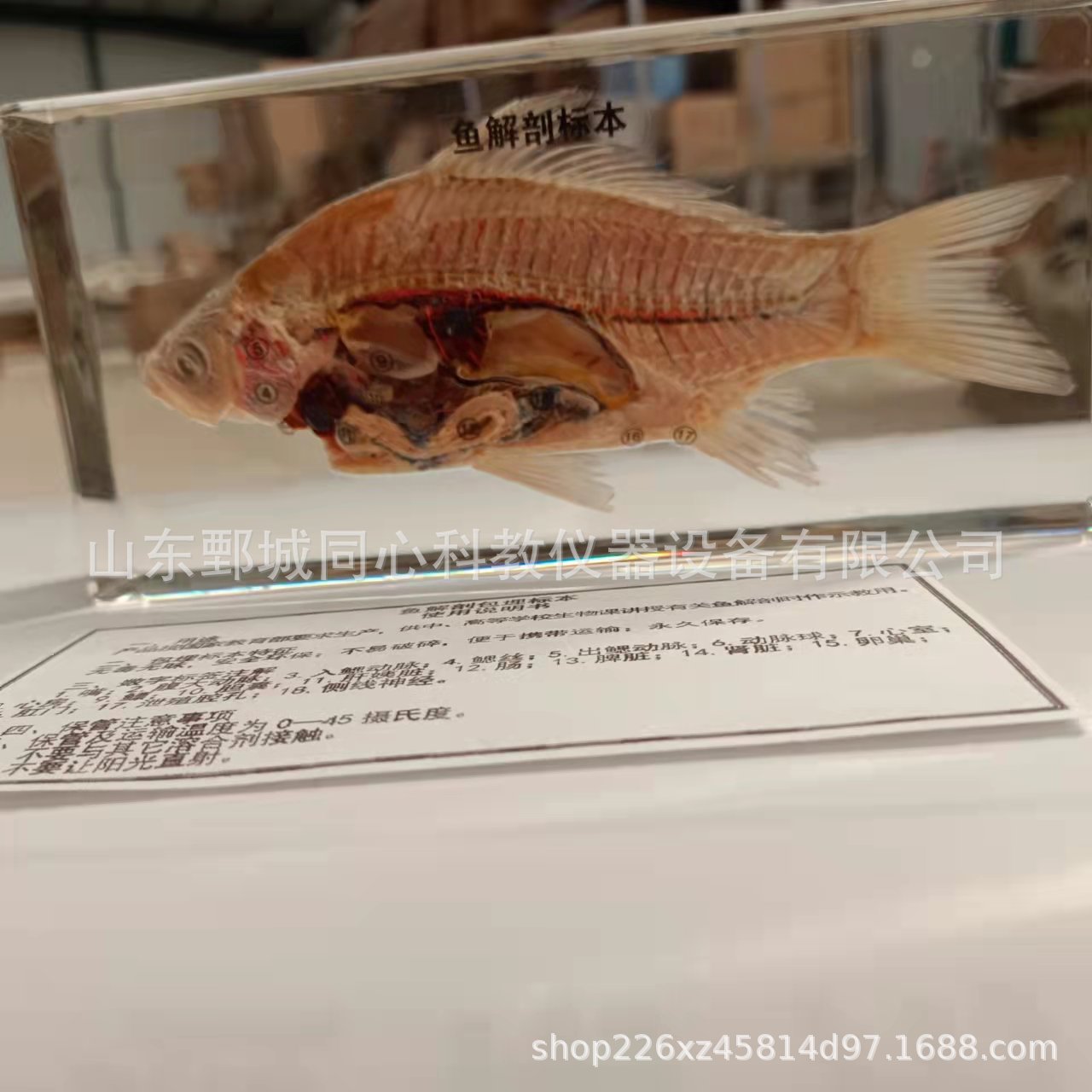 鱼解刨标本中小学科普实验教学模型包埋鱼标本骨骼带数字演示模型