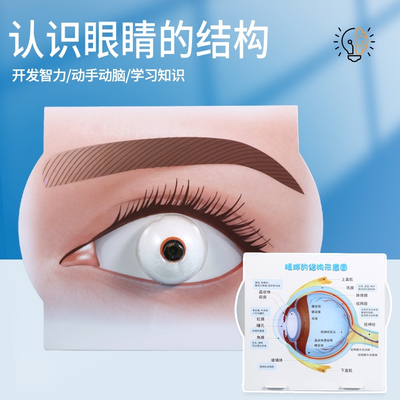 Scientific Experiment Understanding Eye Model Assembly DIY Technology Handmade Materials Kindergarten Primary School Students Teaching Aids