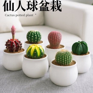 ��Ʒ�������Ƕ��҃�С���������ƶ���ֲ���f��ɽ�k��������Gֲ��