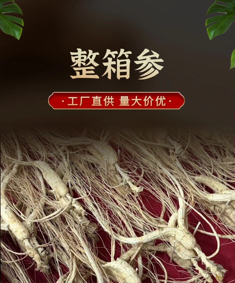 Dried Ginseng Roots 15-16 Years Jilin Grown Sun Dried Whole Roots for Cooking and Decoction overview