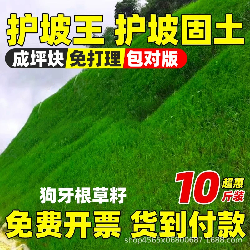 Семена травы для защиты от склонов, водонепроницаемая потери почвы круглый год, вечнозеленая фиксация почвы, засухоустойчивая корневая система собаки, ячмень, фescua, семена газонов