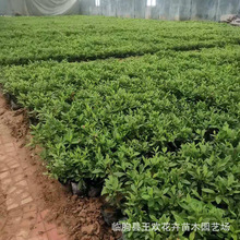 ë���N�������l ���NǤ�幤�� �F؛�������Ķ��N�� �\�����N