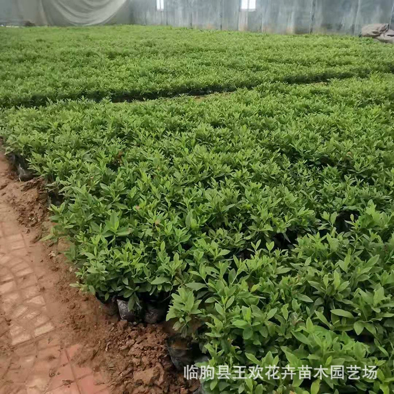 Оптовая Продажа техники резки рододендрона в наличии на складе Весна и лето Азалия шар рододендрона