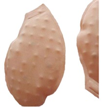 �F؛���l����õ����޹���͉|���ʹ���|�{�������w�������؉|