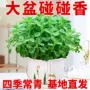 提神盆栽空气驱蚊花卉