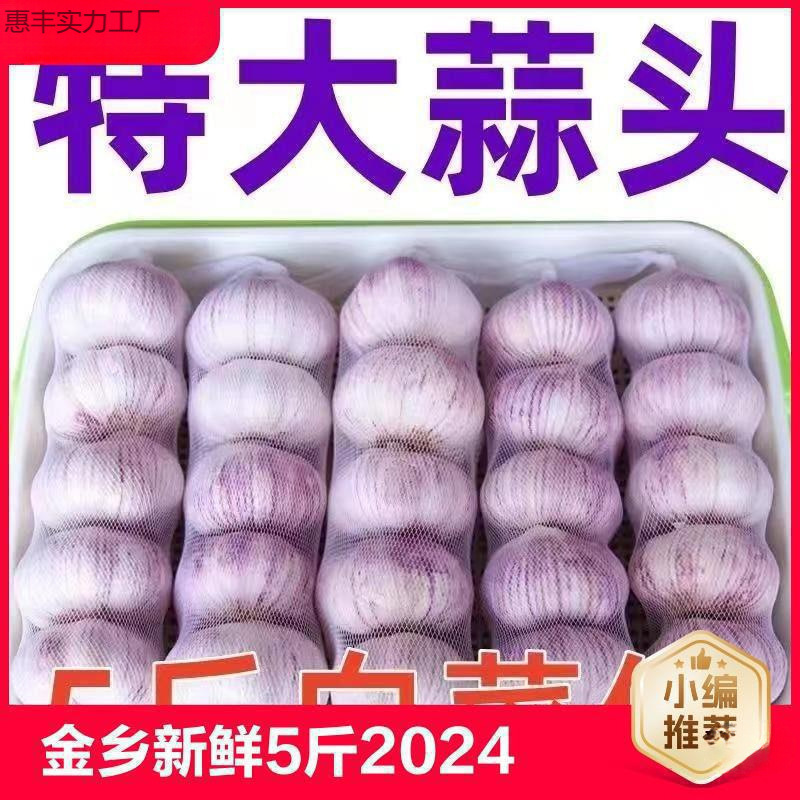 金乡装蒜蔬菜当季批发籽大蒜斤蒜头斤紫皮大新鲜干大散装