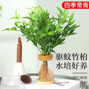 Mosquito Repellent Bamboo and Cypress Hydroponic Plants Potted Green Plants Easy to Maintain All Year Round Grass Office Desktop Balcony Home Florals