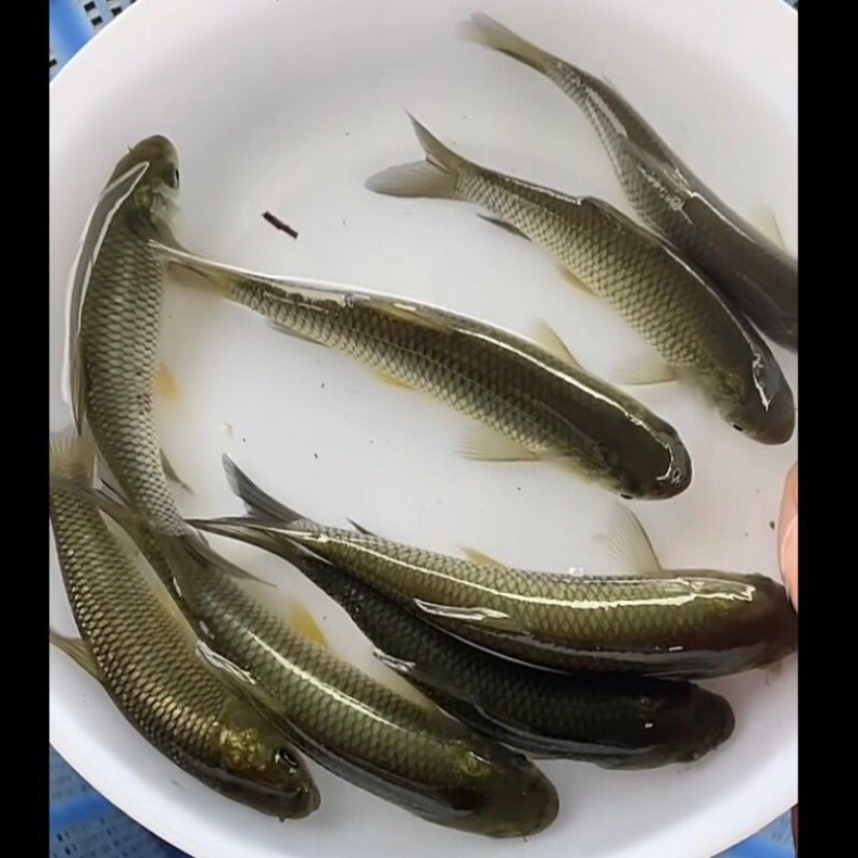 中山脆肉皖鱼苗 鲜活脆鲩鱼正宗 广东脆鱼养殖淡水冷水鱼鱼苗批发-阿里巴巴