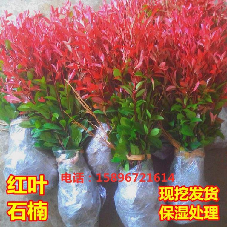 园林绿化苗木栀子花盆栽植物别墅室内花园红叶石楠球花苗客厅小苗 种苗花卉网