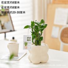 ���F���Ĳ���ɻ����^��������ˮ��Gֲ�ﻨ���҃��k������С����