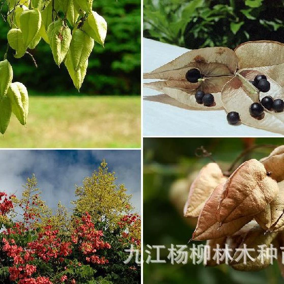 Семя дерева Луан Хуаншань Луан Нан Семя луана Хуаншань Луан Семя дерева фонарь дерево Национальный день дерево