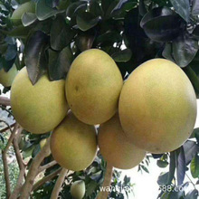 ̩�����_�t���Ә����ϱ������Թ���������Լ޽����Ә��玧�~����