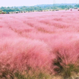 Pink and White Miscanthus Seeds 0.5kg Pack Trendy Grass Park Beautification Flower Sea Perennial Ornamental Grass Miscanthus Landscape Flower