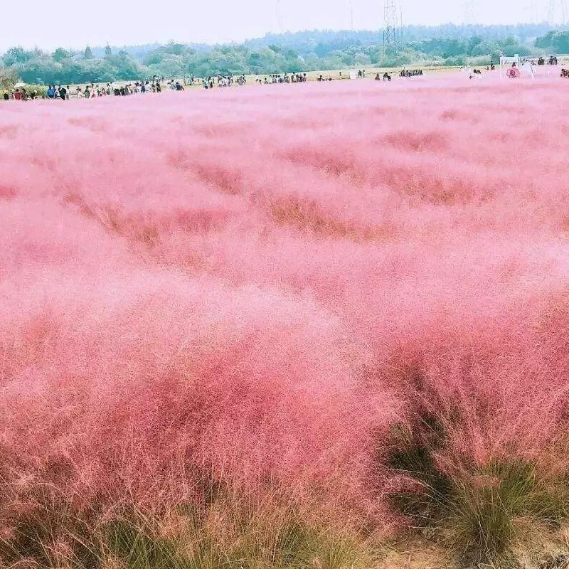 Семена розового и белого миксантуса, 0.5kg упаковка, модная трава, украшение парка, цветок, море, многолетняя декоративная трава, миксантус, ландшафтный цветок