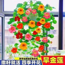 �羳���������Ӻ��ɻ��������ļ������������ٴ�������ͥԺ��̨