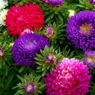 Small Daisy Flower Seeds, Rainbow Candy Chrysanthemum, Green Chrysanthemum Seeds, Easy to Live, Sowing and Blooming in All Seasons, Indoor and Outdoor Flower Seeds