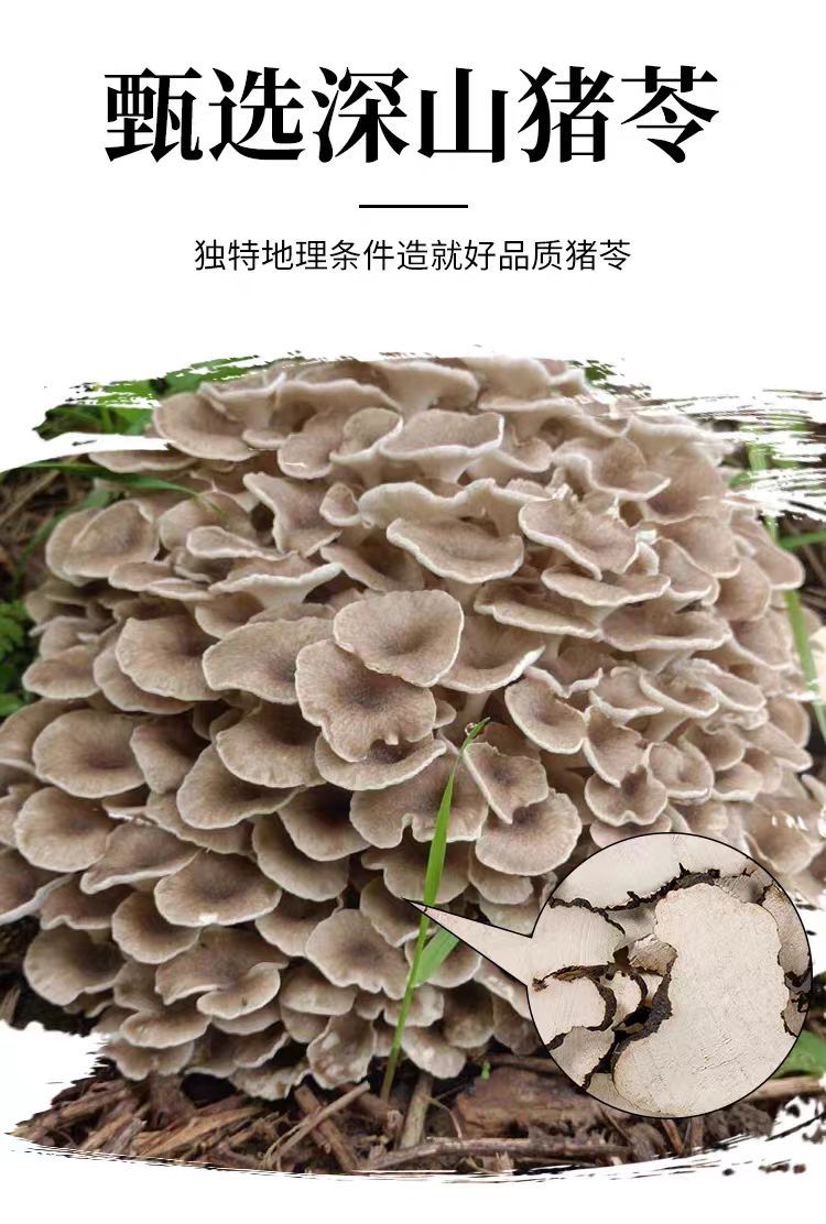 Zhu Ling Slices (Polyporus umbellatus) — Dried TCM Herb for Soup & Decoction, 500g overview