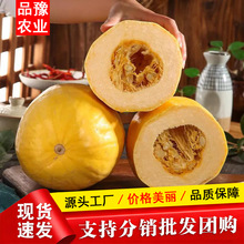 批发崇明金丝瓜绞瓜面条瓜凉拌瓜黄金瓜天然粉丝当季蔬菜一件代发