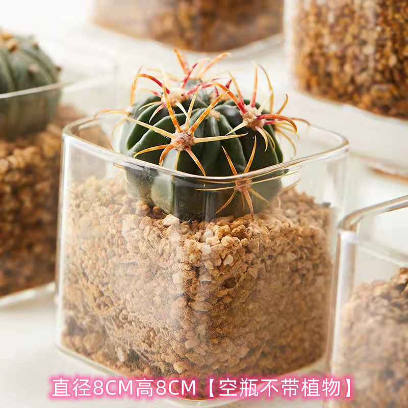 Vidrio hidropónico transparente cilindro cuadrado florero simple tanque de peces hidropónico rábano verde suculento contenedor cuadrado candelabro maceta al por mayor