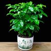 Protective amulet, small pot indoor for living room, plant lamp for office