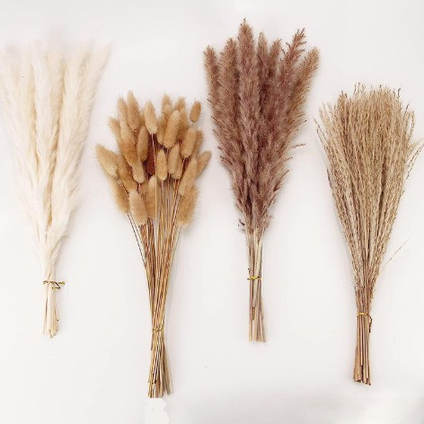 Ramo de caña de flores secas de Amazon, batidor de hierba de cola de conejo, ramo de flores secas de Yunnan, decoración de muebles al por mayor