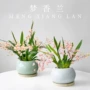 四季桌面植物盆栽香水