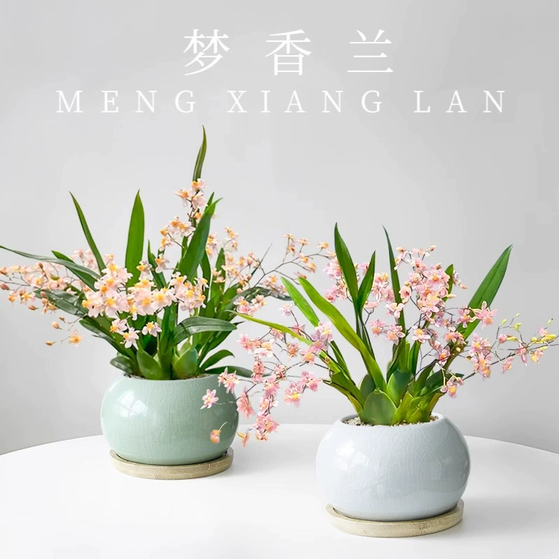 Цветок орхидеи Oncidium в горшке с бутонами, аромат орхидеи, офисный декор, зеленое растение, цветок, бонсай на все времена года