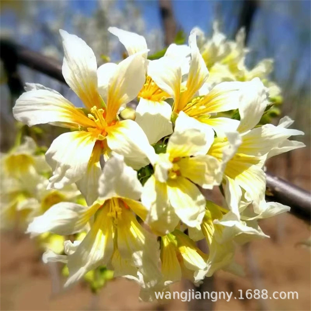 Вэнь Гуань Хуа саплинг Чемпион цветок большое дерево зеленое растение Крытый сад в горшке Four Seasons хорошие цветы многолетние растения