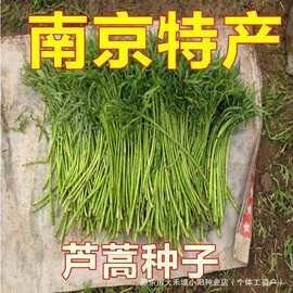 芦蒿种子四季盆栽地栽阳台小院种植高产简单种植