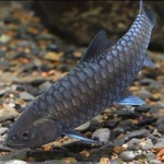 新光唇蓝吉罗鱼苗淡水鱼观赏鱼吉祥鱼异口原生罗鱼风水鱼群养活鱼