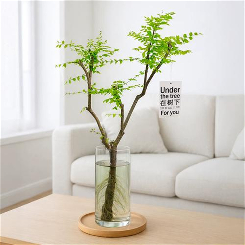 Oficina de plantas hidropónicas de Ligustrum leaflet verde sala de estar flores viejas estacas modelado de alto nivel cuatro estaciones buenas para atraer riqueza