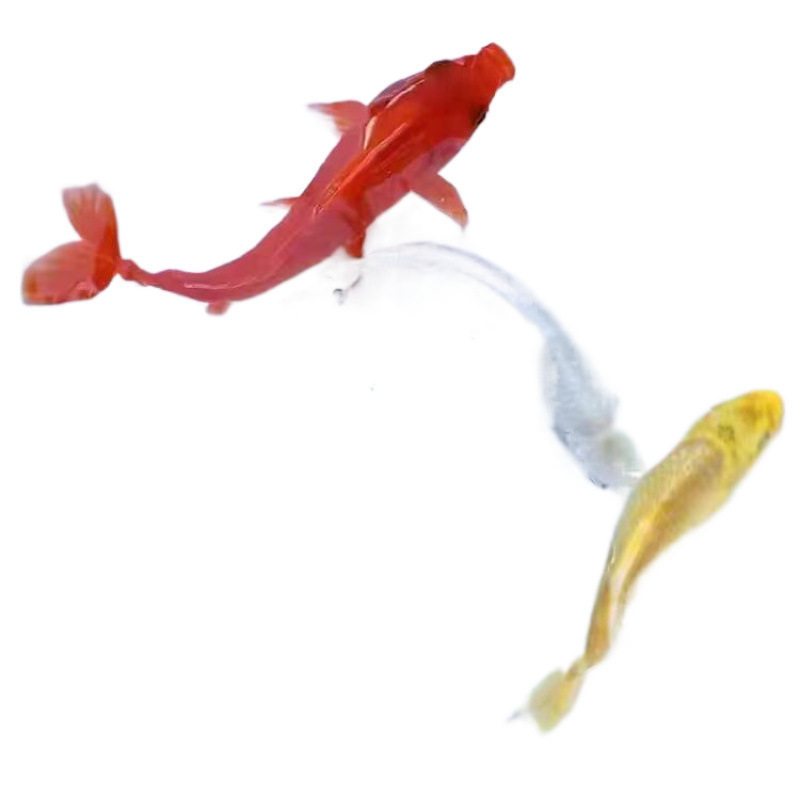 観賞魚、黄色の鯉、金魚、活魚、鯉、冷水魚、小型の淡水魚、飼育しやすい、耐久性のある黒鯉|undefined