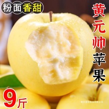 正宗黄元帅苹果9斤新鲜水果应当季粉面黄金帅黄香蕉粉面脆甜可口