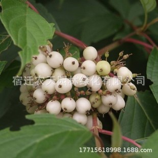 ��ľ�N�Ӳ�ɫ��N�t��ľ�N�ӛ���ľ�t���·�G���N�ѻh����ľ