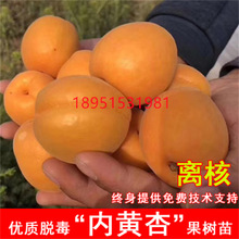 新品种内黄杏子果树苗嫁接青梨油杏树苗甜杏盆地栽北南方当年结果