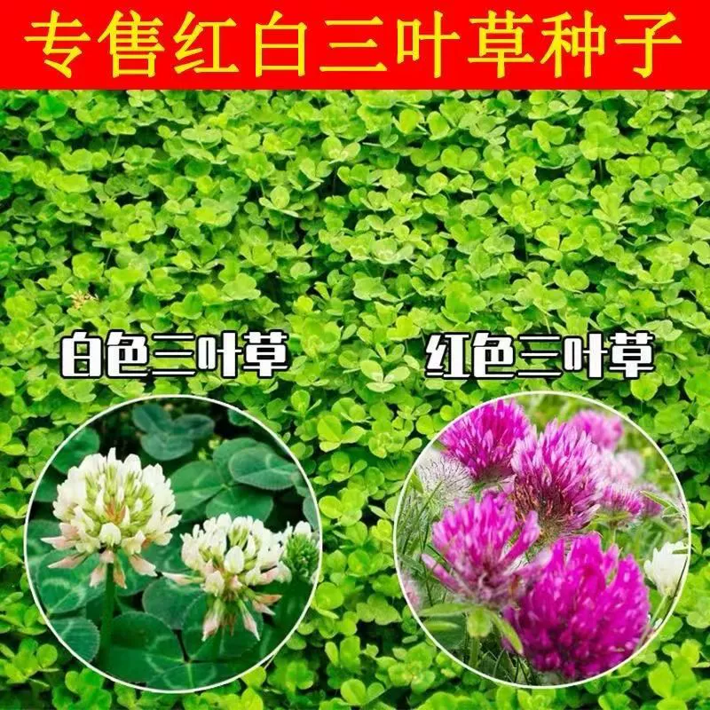 Семена клевера Четыре сезона красные белые семени трилистной травы Розовый клевер зеленый газон сад зеленый навоз семена